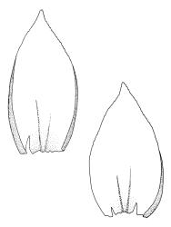 Hylocomium splendens, stem leaves. Drawn from B.H. Macmillan 92/62, CHR 482420.
 Image: R.C. Wagstaff © Landcare Research 2014 